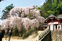 小川諏訪神社のシダレザクラ