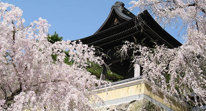 下呂温泉の桜めぐりバスツアー