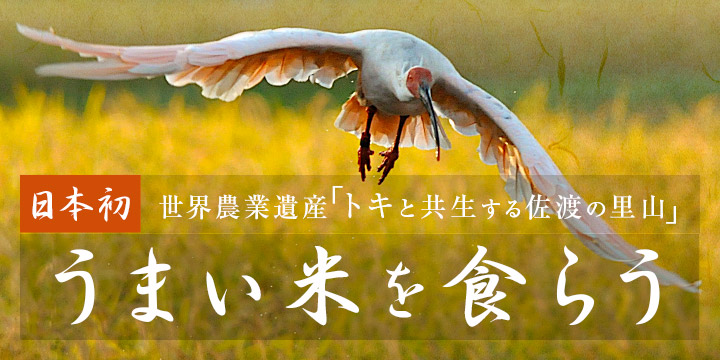 日本初 世界農業遺産「トキと共生する佐渡の里山」うまい米を食らう