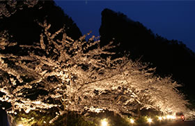 佐渡金山夜桜祭り