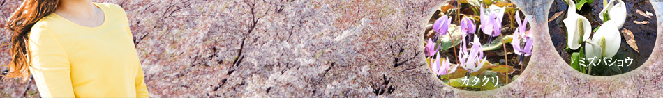 桜と雪景色　春の高原リゾート妙高