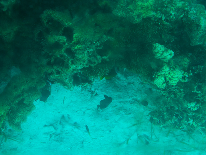 グラスボートからみるサンゴ礁の魚たち
