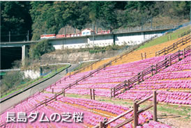長島ダムの芝桜