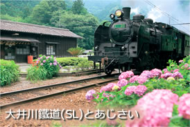 大井川鐵道(SL)とあじさい