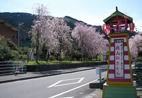 徳山桜まつり