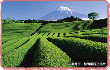 茶畑と富士山（富士市）