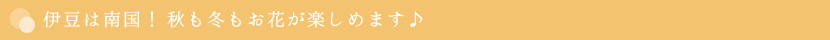 伊豆は南国！　秋も冬もお花が楽しめます♪