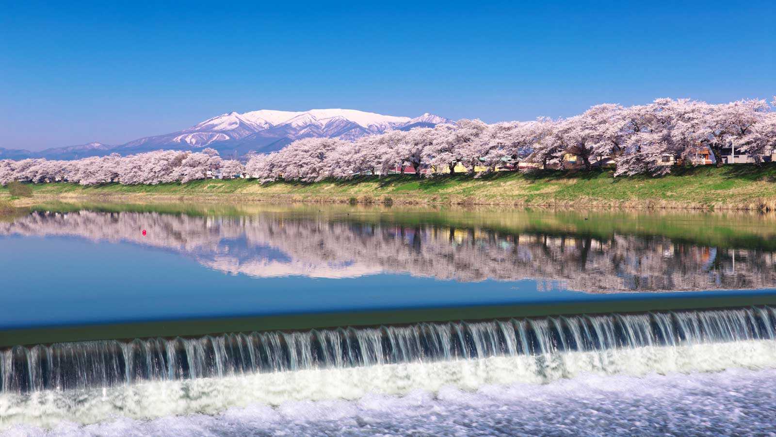 Tohoku Sakura Dream Road 21 Of The Best Cherry Blossom Spots In Northeastern Japan