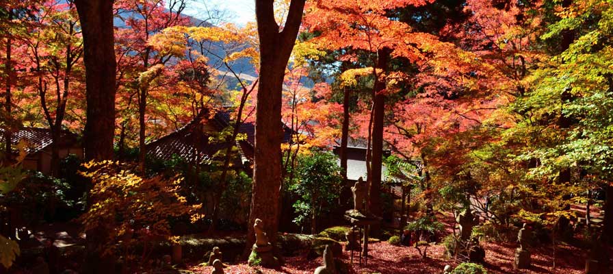 箱根 秋季紅葉觀賞推薦景點