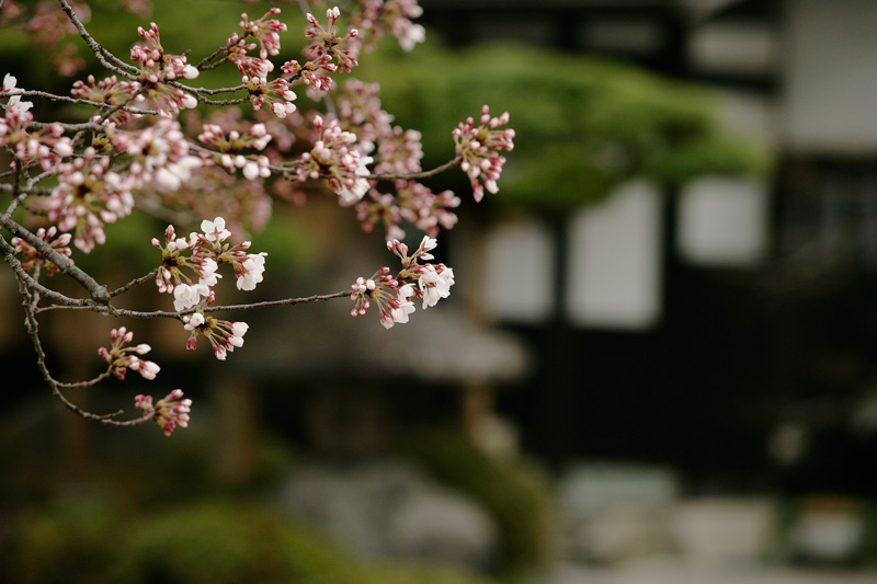 近くには、2000本の桜がある県内有数の桜の名所である舞鶴山公園があり、春には満開の下で人間将棋も行われる。 photo