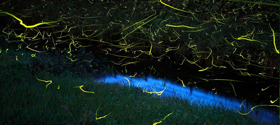 Genji Fireflies in Masubuchi, Towa-cho