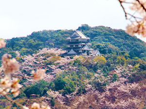日和佐城の桜