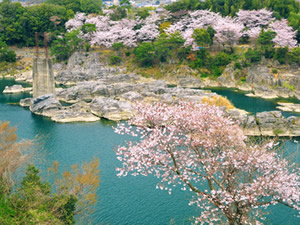 美濃田の渕の桜