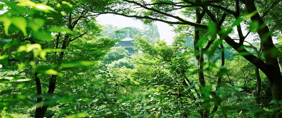 さながら森のような庭園に囲まれたホテル椿山荘東京