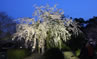 特別名勝 栗林公園 の桜