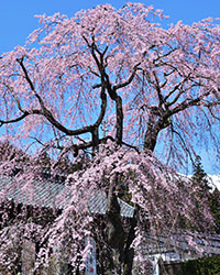 【長野県】光前寺のしだれ桜