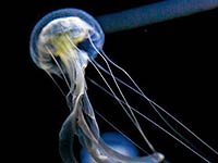 鶴岡市立　加茂水族館