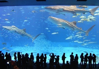 美ら海水族館