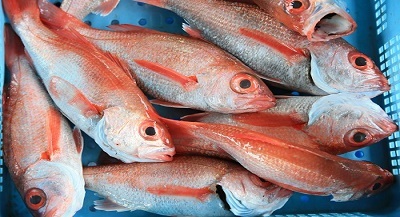 魚イメージ