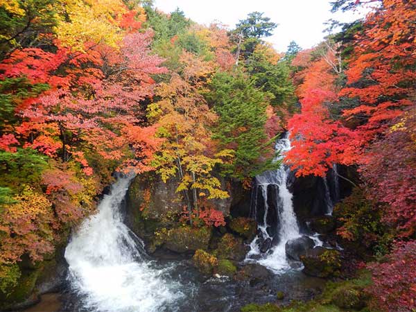 日光湯元温泉　日光グランドホテル　ほのかな宿樹林