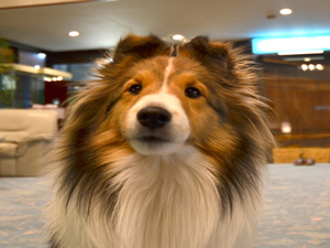 伊勢二見　愛犬と泊まれる旅館　まつしん