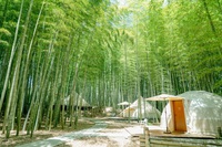 THE BAMBOO FOREST