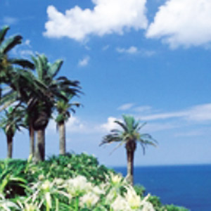 宮崎交通