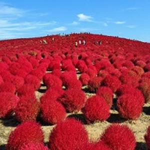 クラブツーリズム