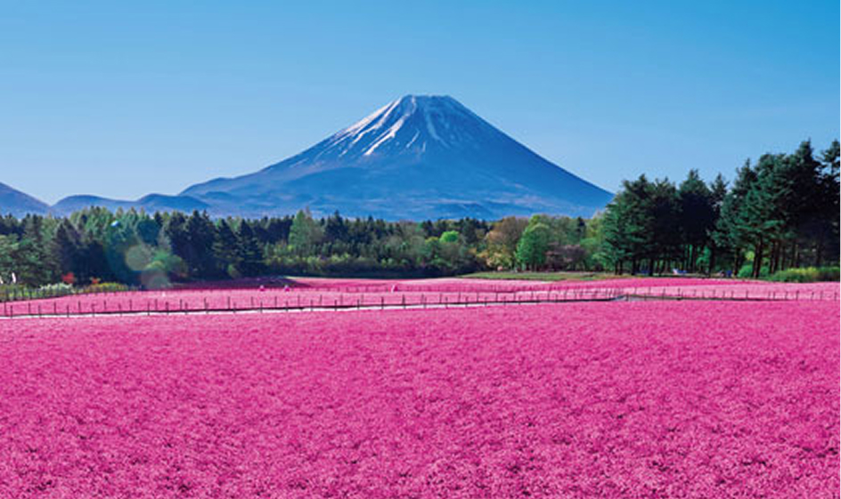 富士芝桜まつり