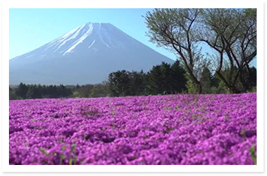 富士芝桜まつり