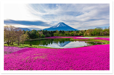 富士芝桜まつり