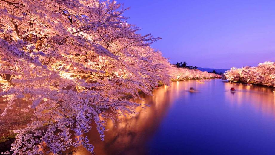 22年 全国の桜の名所 お花見スポット 楽天トラベル