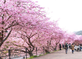 2月からお花見！河津桜まつりで、一足早い春を感じよう