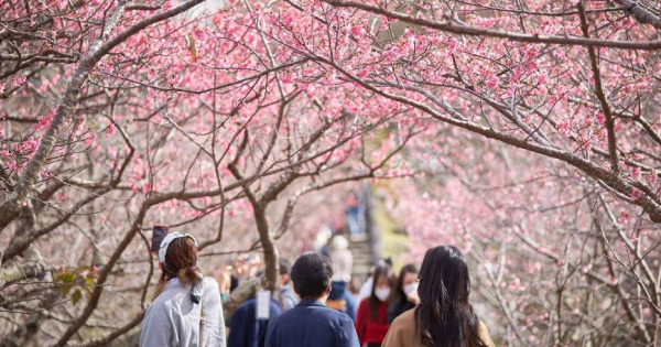 沖縄で日本一早いお花見！寒緋桜の3大名所と絶景カフェをめぐる初春の島旅