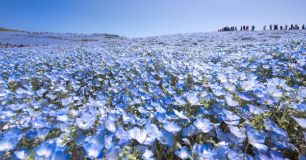 美しい青色の絨毯！全国の絶景ネモフィラ畑15選