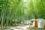 ＴＨＥ　ＢＡＭＢＯＯ　ＦＯＲＥＳＴ