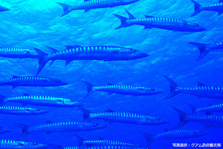 外洋のドロップオフでは魚の群れに遭遇することも。