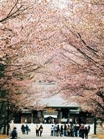北海道神宮・写真