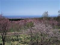 天都山桜公園・写真