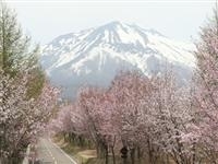 世界一の桜並木・写真