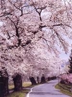 白石川堤一目千本桜・写真