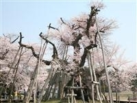 伊佐沢の久保桜・写真