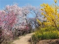 花見山公園・写真