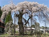 永泉寺の桜・写真