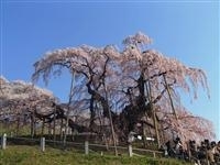 三春滝桜・写真