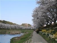 夏井千本桜・写真