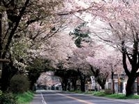 日光街道桜並木・写真