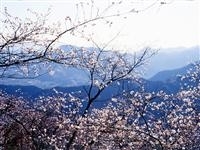 桜山公園・写真