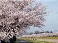 こだま千本桜・写真