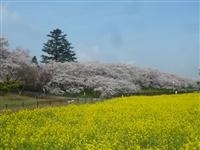 幸手権現堂桜堤（県営権現堂公園）・写真